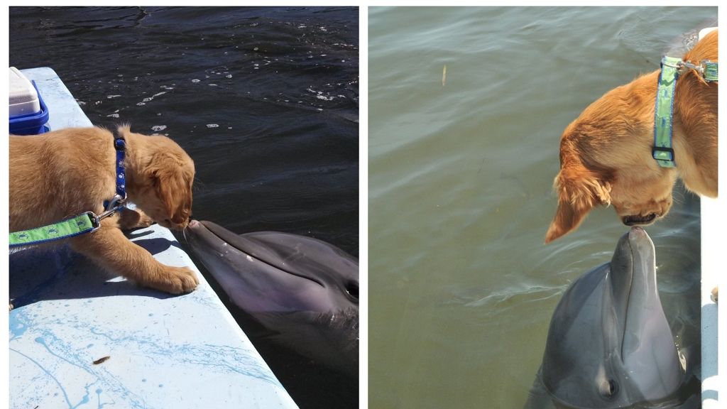 Életre szóló állatbarátság szövődött a delfin és a kutya között